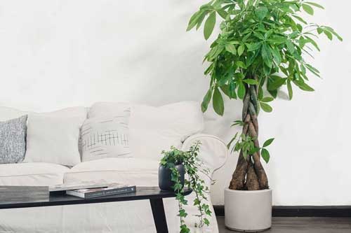 Trồng cây đúng phong thuỷ để hút tài lộc, tiền vàng đổ vào nhà