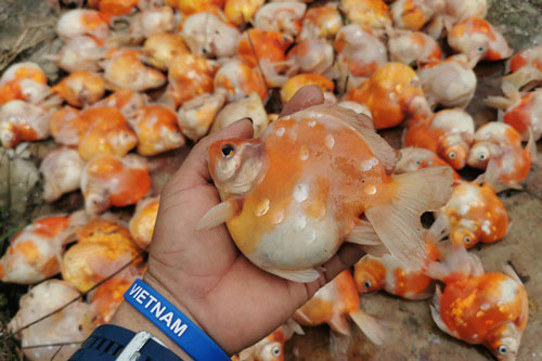 “Top” con vật đại gia mới dám chơi, giá vài trăm triệu đồng