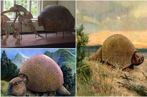 Hóa thạch loài thú răng chạm có niên đại 600.000 năm