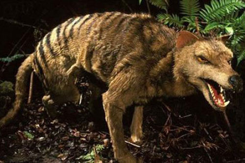 Top 10 loài động vật tuyệt chủng thời cổ đại có hy vọng sống lại