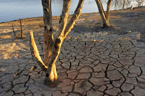 Gần một nửa các loài sinh vật có nguy cơ biến mất hoàn toàn