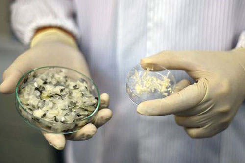 Phát hiện công dụng chữa lành vết thương của collagen trong vảy cá