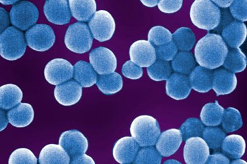 Khám phá chủng vi khuẩn sống trên da có thể ngăn chặn ung thư