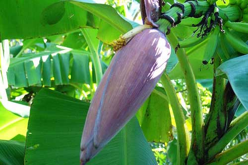 Hoa chuối: Thần dược cho sức khỏe mà ai cũng thờ ơ