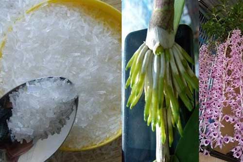 Dùng mì chính tưới lan, cây ‘suy dinh dưỡng’ bỗng ra rễ chi chít, hoa nở bung tuôn dài như suối