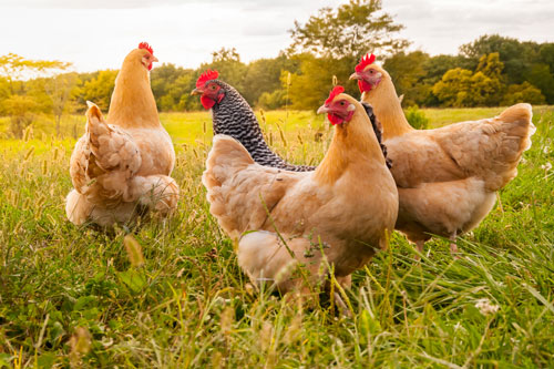 Top 3 con giáp dễ 'gánh lộc' về nhà, giàu sang bất ngờ trong 15 ngày đầu tháng 6 Âm lịch