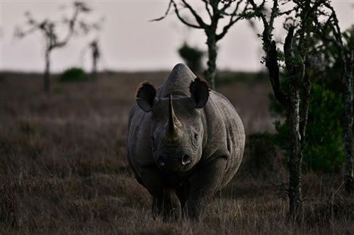 Thêm hàng nghìn loài động, thực vật có nguy cơ tuyệt chủng