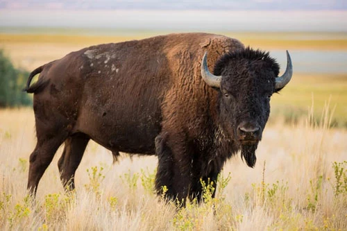 Một con bò rừng bison có thể tấn công nếu cảm thấy bị đe dọa. Ảnh: Shutterstock.