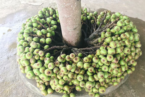 Cây quen thuộc mà dân mạng lại tranh cãi dữ dội, 90% trả lời sai: Là sung, vả hay ngái?