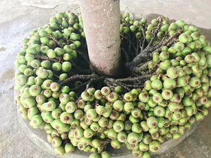 Cây quen thuộc mà dân mạng lại tranh cãi dữ dội, 90% trả lời sai: Là sung, vả hay ngái?