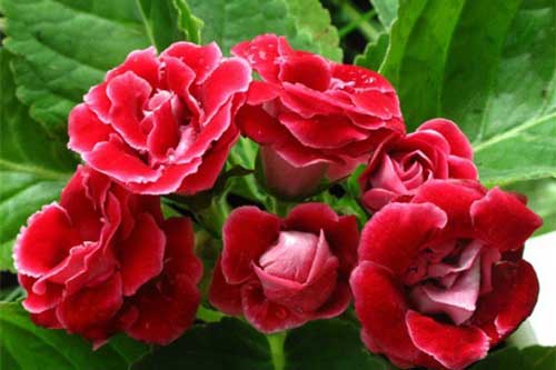 Trồng hoa tử la lan rực rỡ tưởng khó, hóa ra rất dễ