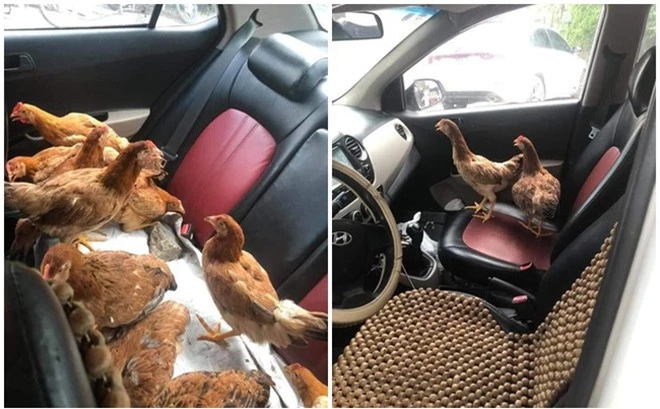 Cả đàn gà thoải mái ngồi trong ô tô điều hòa mát lạnh khiến người đi đường &quot;tròn mắt&quot; ngạc nhiên - Ảnh 1.