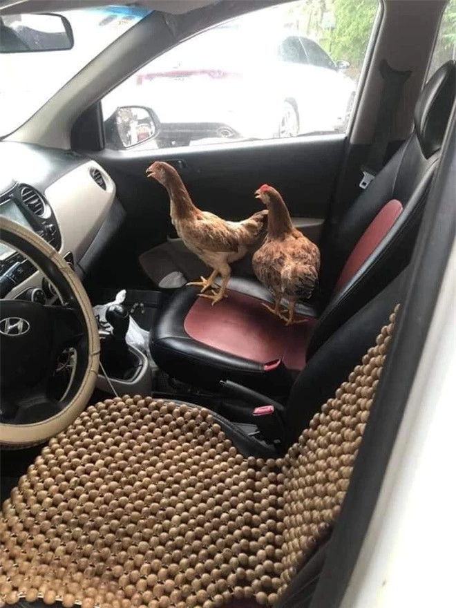 Cả đàn gà thoải mái ngồi trong ô tô điều hòa mát lạnh khiến người đi đường &quot;tròn mắt&quot; ngạc nhiên - Ảnh 3.