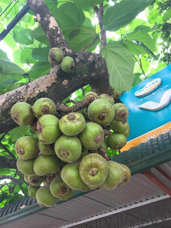 Cây quen thuộc mà dân mạng lại tranh cãi dữ dội, 90% trả lời sai: Là sung, vả hay ngái? - 4