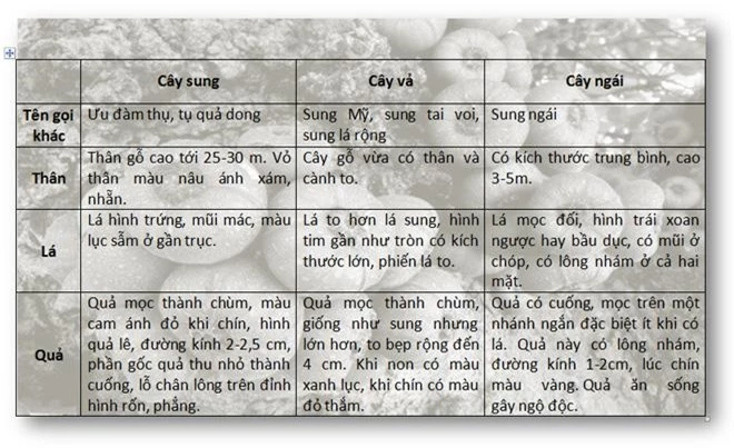 Cây quen thuộc mà dân mạng lại tranh cãi dữ dội, 90% trả lời sai: Là sung, vả hay ngái? - 5