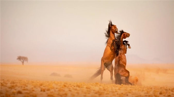 Ngua hoang o Namibia anh 1