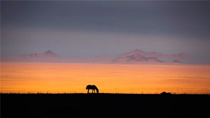 Ngua hoang o Namibia anh 10