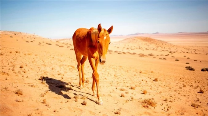 Ngua hoang o Namibia anh 11