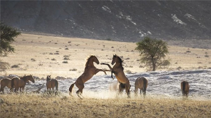 Ngua hoang o Namibia anh 3