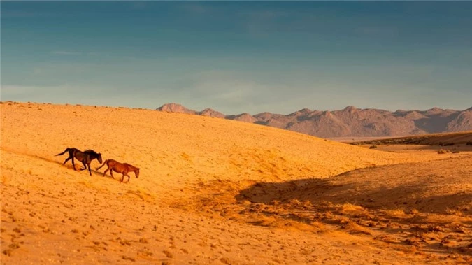 Ngua hoang o Namibia anh 4