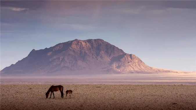 Ngua hoang o Namibia anh 6