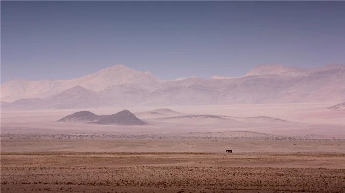 Ngua hoang o Namibia anh 9