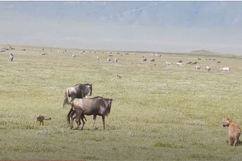 CLIP: Linh cẩu và chó rừng tấn công linh dương đầu bò vừa mới chào đời và cái kết