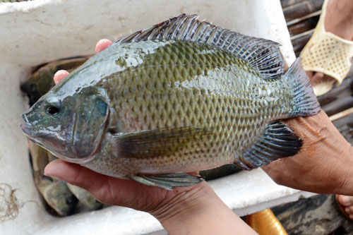 Những lại cá 'đại bổ', ăn vào sống khỏe tới già: Ở Việt Nam có loại bán ‘rẻ như cho’