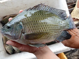 Những lại cá 'đại bổ', ăn vào sống khỏe tới già: Ở Việt Nam có loại bán ‘rẻ như cho’