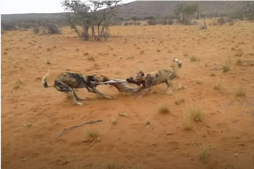 CLIP: Linh dương con chết thảm khi chạm mặt chó hoang
