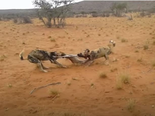 CLIP: Linh dương con chết thảm khi chạm mặt chó hoang