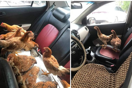 Cả đàn gà thoải mái ngồi trong ô tô điều hòa mát lạnh khiến người đi đường "tròn mắt" ngạc nhiên
