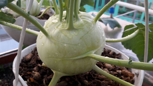 CLIP: Cách trồng cây su hào trong chai nhựa tái chế đơn giản, củ siêu to