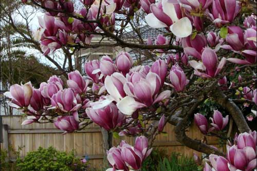 Trồng hoa mộc lan trước nhà, vừa đẹp vừa thơm lâu cả tháng