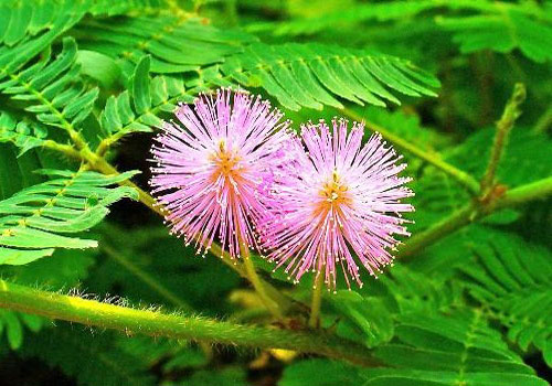 Cây xấu hổ có tác dụng gì đối với sức khỏe?