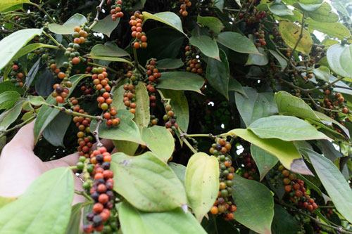 Bộ Công thương hỗ trợ doanh nghiệp Việt Nam giải quyết khó khăn do Nepal tạm ngừng nhập khẩu hồ tiêu