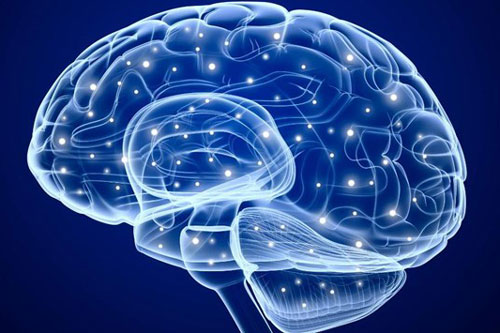 Phát hiện mối liên hệ giữa trí thông minh mềm và kích cỡ não