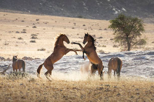 Những con ngựa hoang cuối cùng ở Namibia đối mặt tai họa