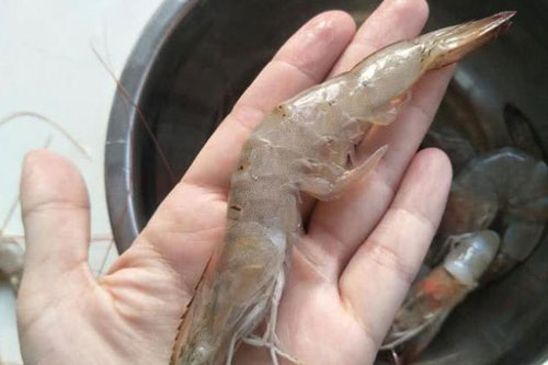 Khi mua tôm, chọn con thẳng hay cong, đầu bếp mách điều ít ai ngờ tới