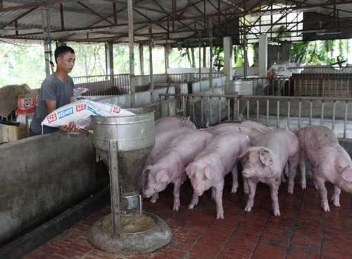 Mô hình trang trại trồng cây ăn quả kết hợp với nuôi lợn của gia đình anh Ngô Văn Hải cho thu nhập hàng trăm triệu đồng/năm, tạo việc làm cho nhiều lao động. Ảnh Nguyễn Lượng