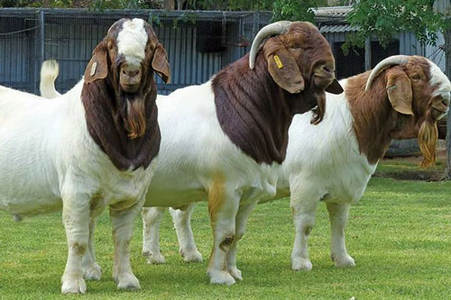 'Thần Phật ban thưởng', những con giáp này dễ gặp may mắn đủ đường, đổi đời giàu sang trong tháng 6,7,8 Âm lịch