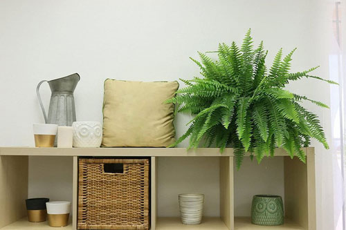 Những loại cây trồng trong nhà giúp bạn có giấc ngủ ngon dễ dàng