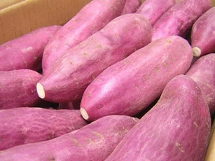 CLIP: Cách trồng khoai lang trong thùng xốp cho ra nhiều củ