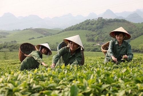Chè Việt Nam có cơ hội nâng thị phần trên thị trường thế giới