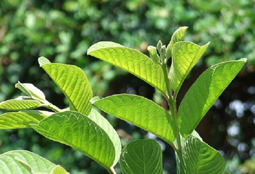 16 tác dụng của lá ổi và cách pha trà lá ổi uống hàng ngày