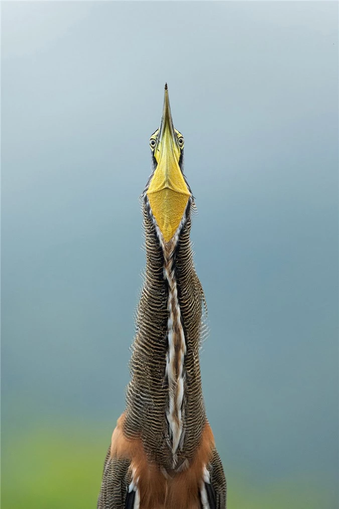 Những bức ảnh chim đẹp nhất Giải thưởng Nhiếp ảnh Audubon -0