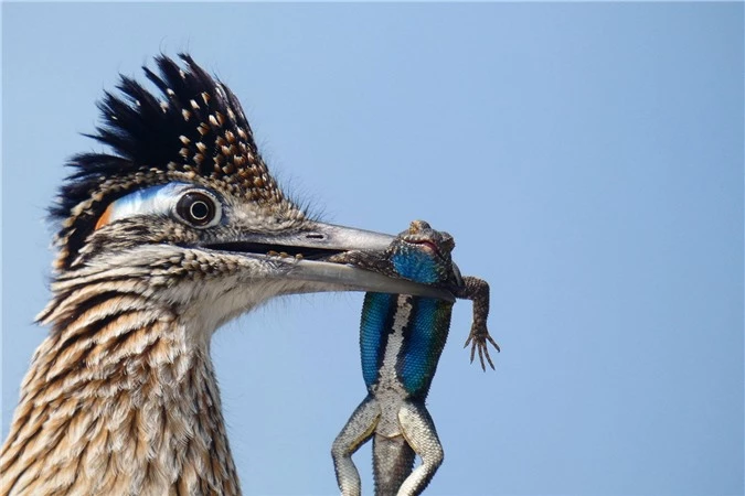Những bức ảnh chim đẹp nhất Giải thưởng Nhiếp ảnh Audubon -0