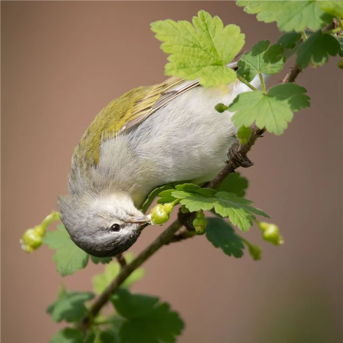 Những bức ảnh chim đẹp nhất Giải thưởng Nhiếp ảnh Audubon -0