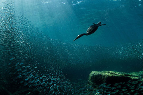 Những bức ảnh chim đẹp nhất Giải thưởng Nhiếp ảnh Audubon