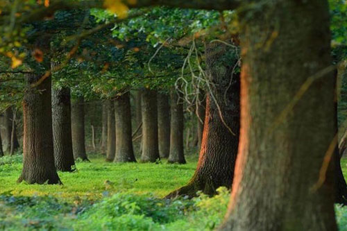 Trái Đất nóng lên đã làm thay đổi quần thể thực vật tại Pháp